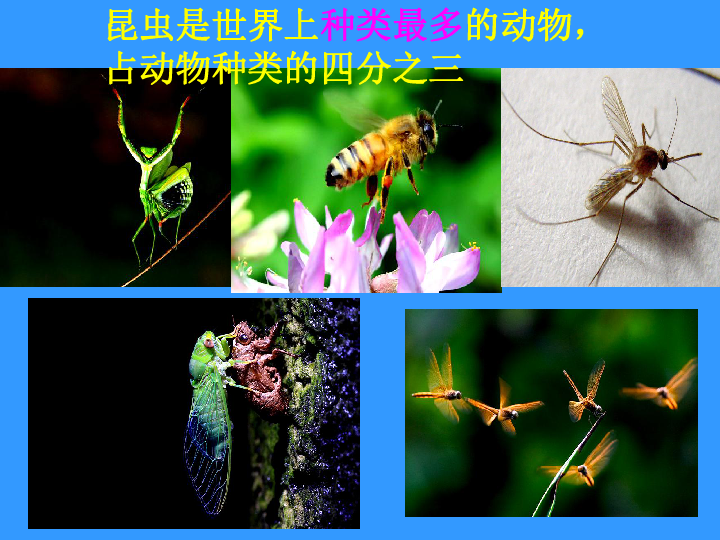 苏科版七下生物 12.2 昆虫 课件（42张PPT）