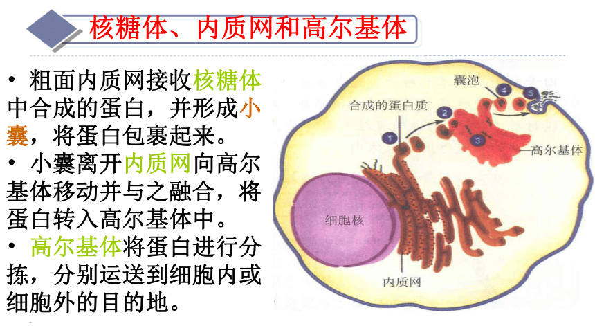 高中生物浙科版必修1 分子与细胞第二章 细胞的结构第三节 细胞质课件（39张）