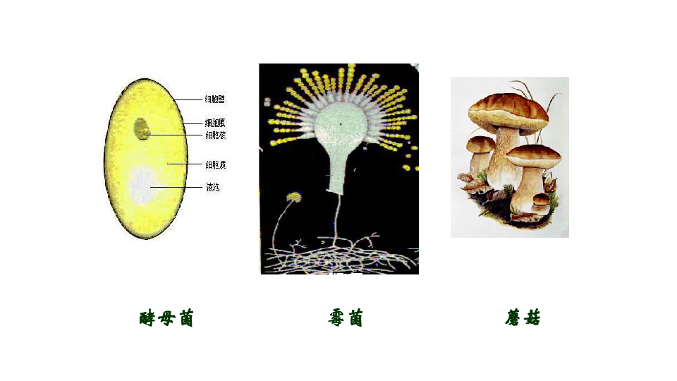 人教版八年级生物上册5.4.3  真菌课件（32张PPT）