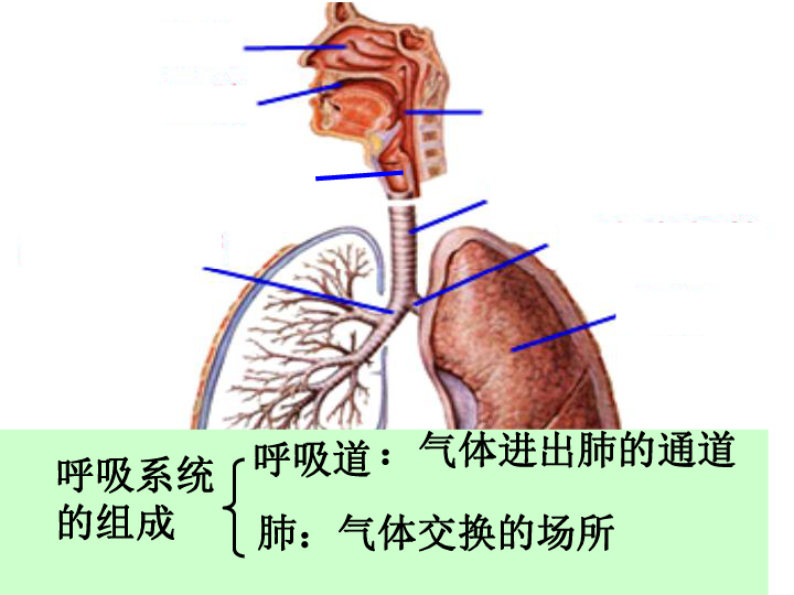 呼吸作用示意图初中图片