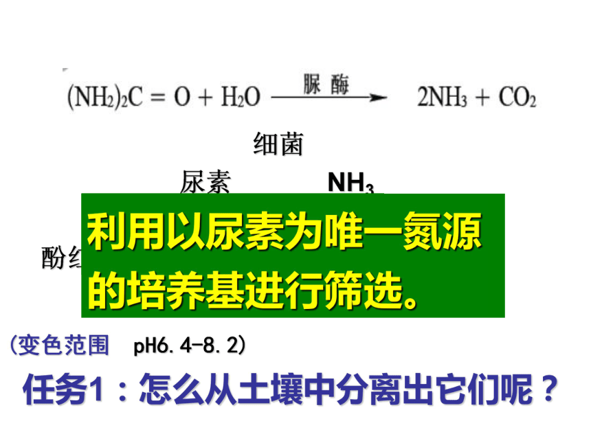 （浙教版）高二生物选修一课件：第一部分 实验2 分离以尿素为氮源的微生物 （共26张PPT）