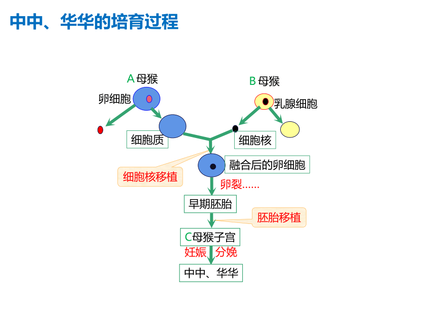 高中生物人教版2019选择性必修3223动物体细胞核移植技术和克隆动物共