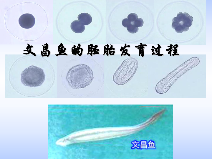 第四章第二三节细胞分化衰老和凋亡