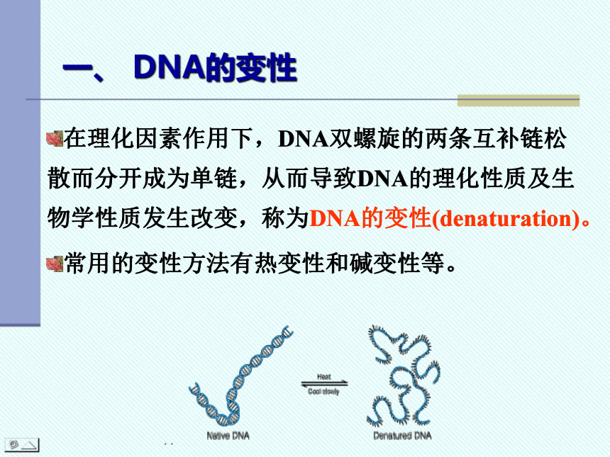 遗传物质DNA