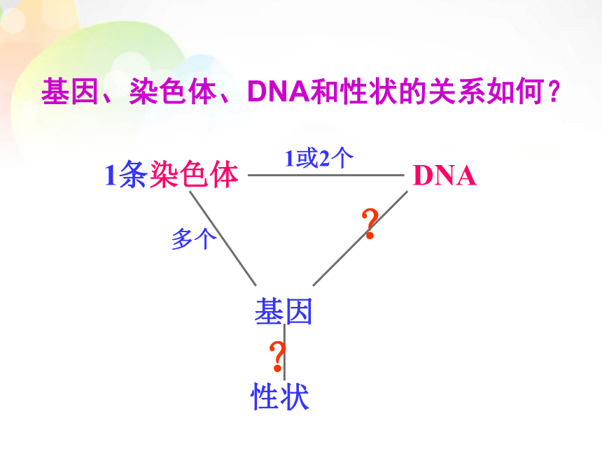 3.4 基因是有遗传效应的DNA片段（共18张PPT）