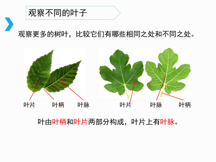 《叶和花》教学课件