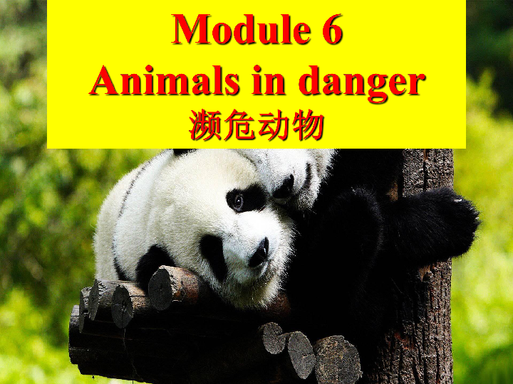 Module 6  Animals in danger. Unit 2 The WWF is working hard to save them all.课件20张无音频