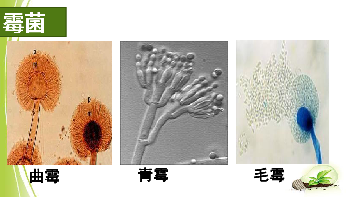 人教版八年级生物上册第五单元第四章第3节真菌课件 (共27张PPT)