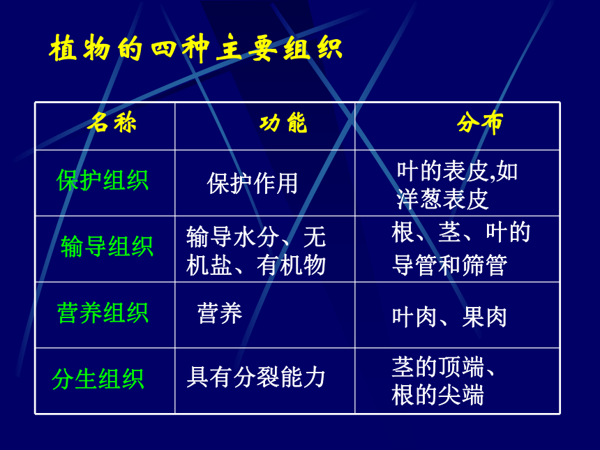 北师大版七年级上册生物 4.2 生物体的器官、系统课件（20张PPT）