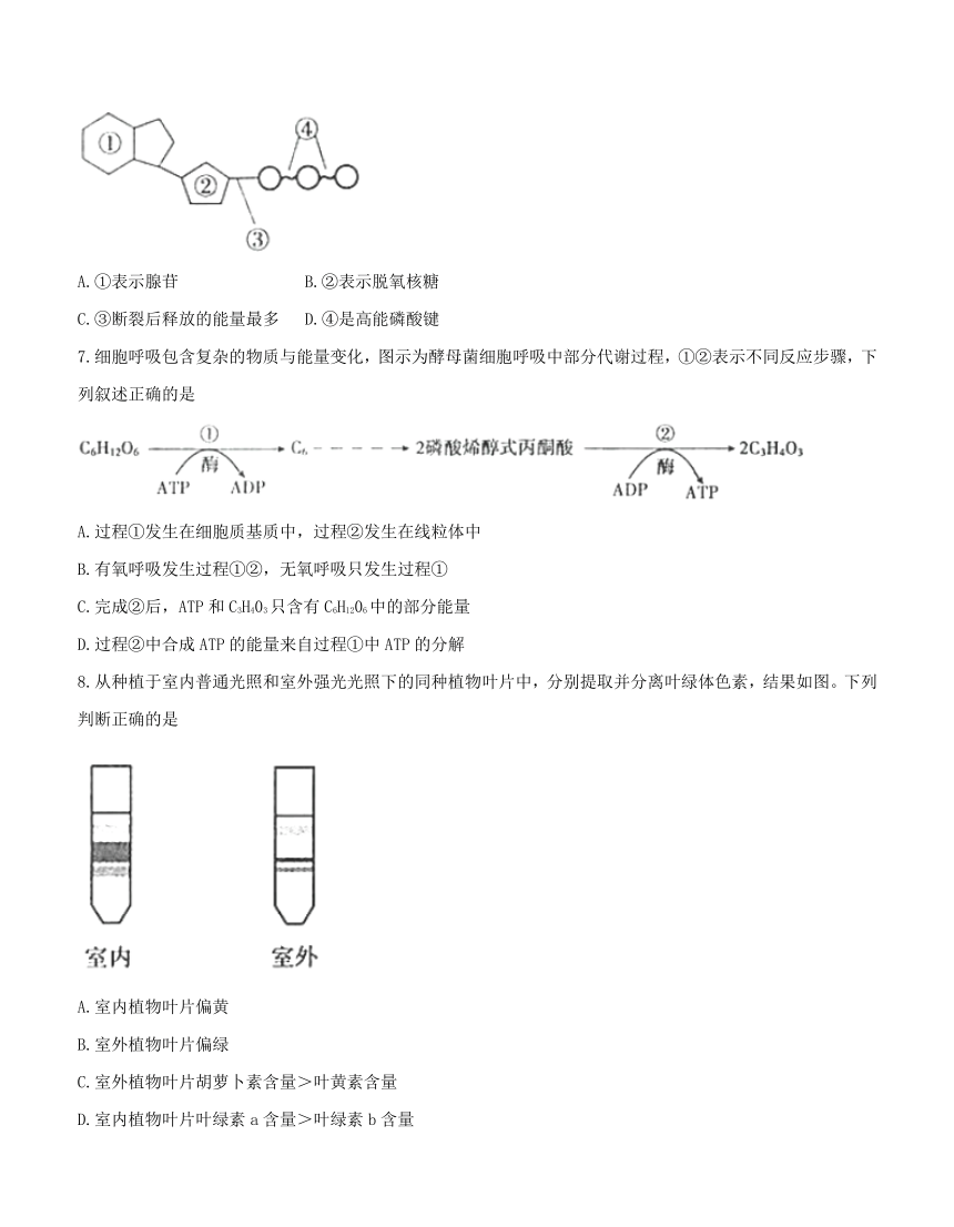 北京市朝阳区2018届高三上学期期中统一考试 生物