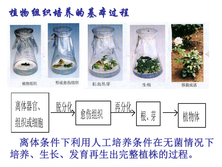 人教版高中选修一生物3-1：菊花的组织培养(37张PPT)