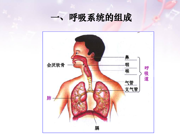 人教版七下生物 3.1呼吸道对空气的处理 课件(27张PPT)