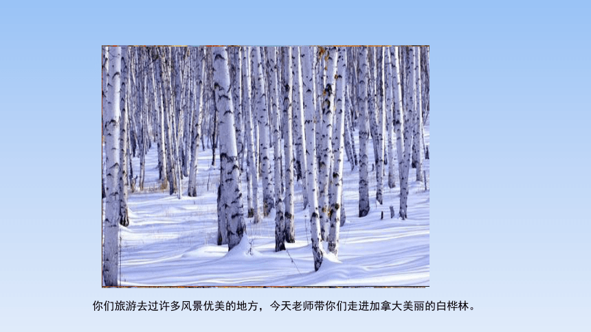 白樺林好地方課件音樂四年級下冊共10張ppt