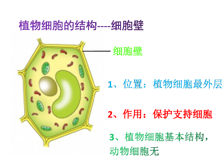 济南版生物七上第二章第一节细胞的结构和功能（二）课件