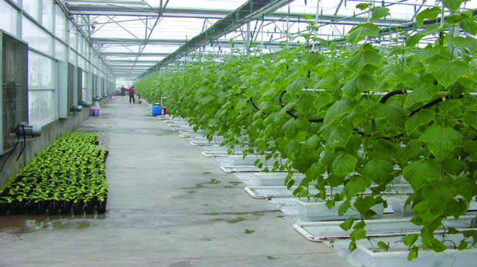 4.2《绿色植物的生长需要——水和无机盐》课件（27张PPT）