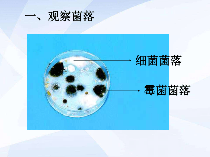 5.4.1细菌和真菌的分布 课件1