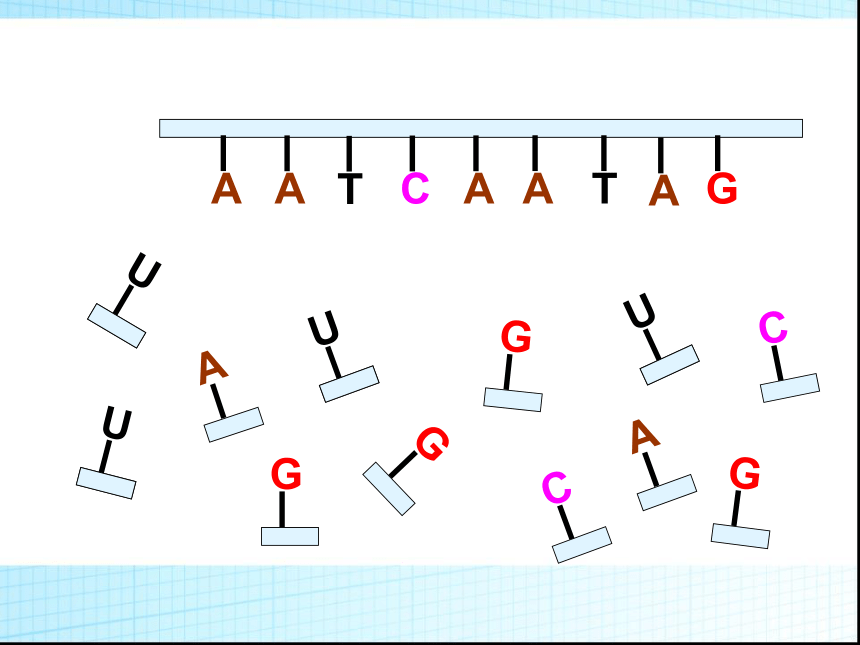 高中生物人教版必修二第四章第1节 基因指导蛋白质的合成  课件（61张PPT）