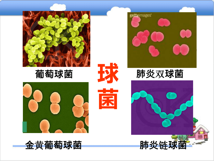 八年级生物上册5.1.1细菌课件（新版）冀教版 (1)  25张PPT
