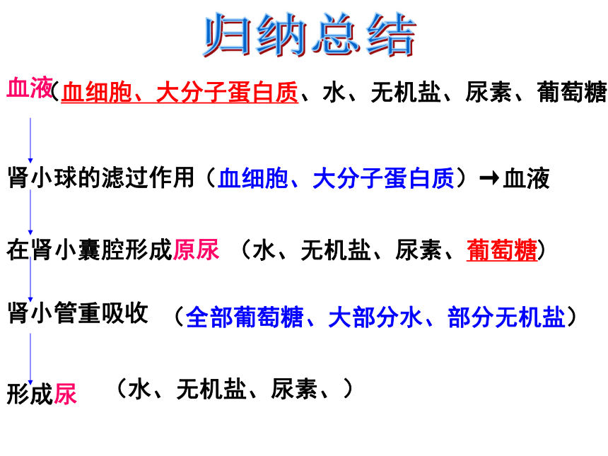 第四章第一节尿液的形成和排出 课件（共26张PPT）