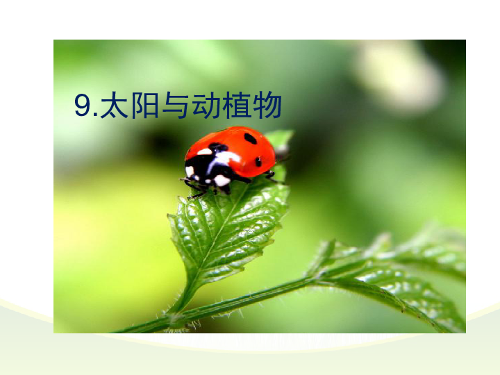 9太阳与动植物  课件(11张PPT)