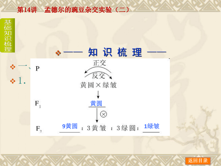 【新课标人教通用，一轮基础查漏补缺】第14讲 孟德尔的豌豆杂交实验（二） （65ppt）