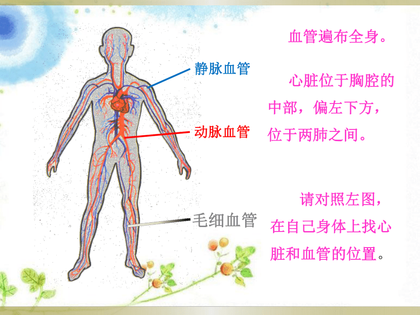 2 心脏和血管 课件