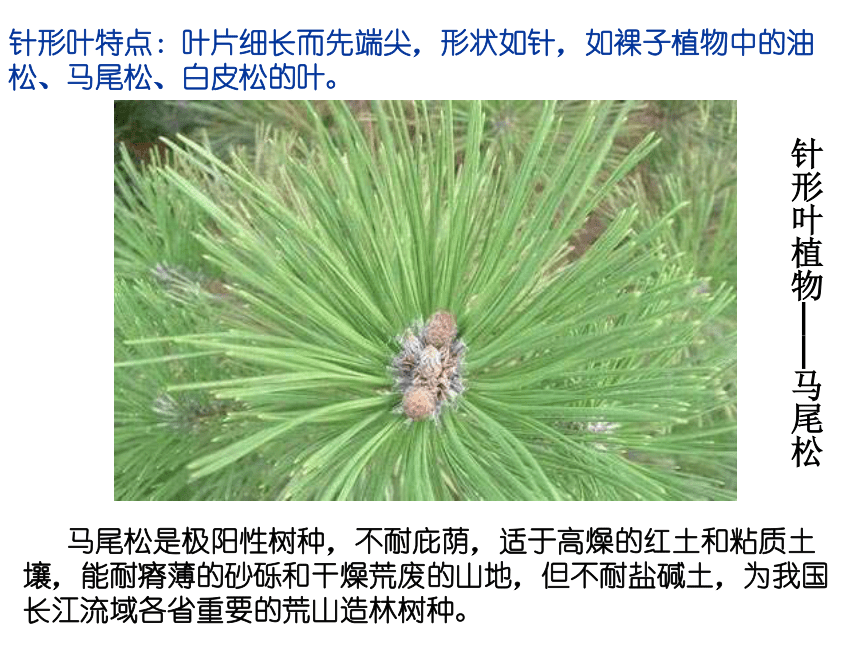 花和叶  课件