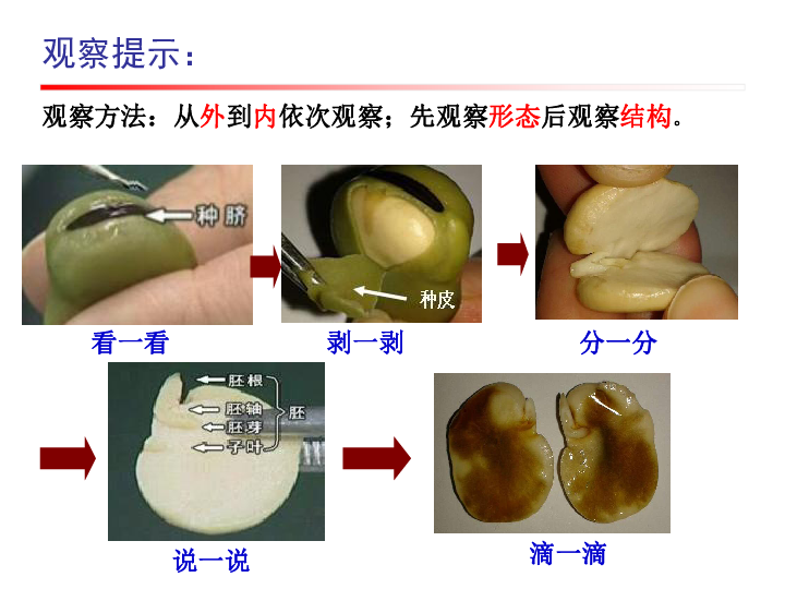 《植物的生长发育》课件 (共34张PPT)