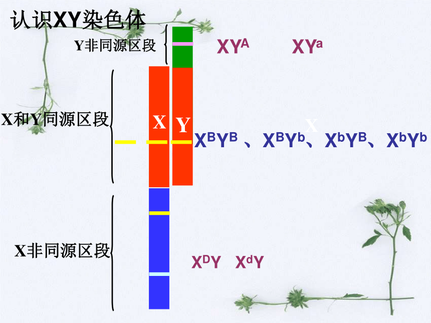 伴性遗传课件