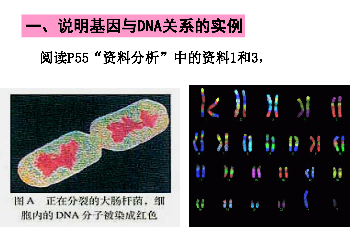人教版高中生物必修2《3.4基因是有遗传效应的DNA片段》（30张ppt）