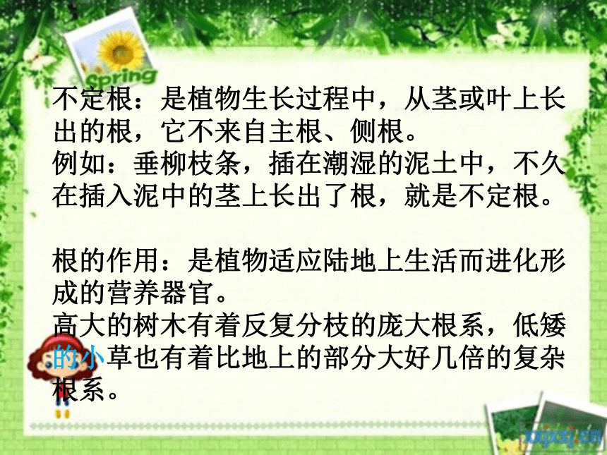 15.植物怎样喝水 课件