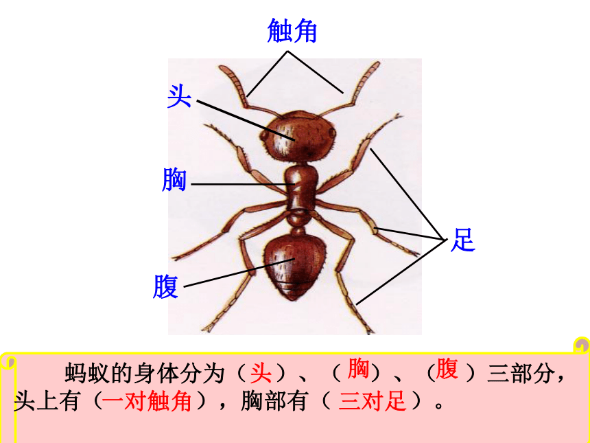 3 观察蚂蚁 课件（36张ppt）