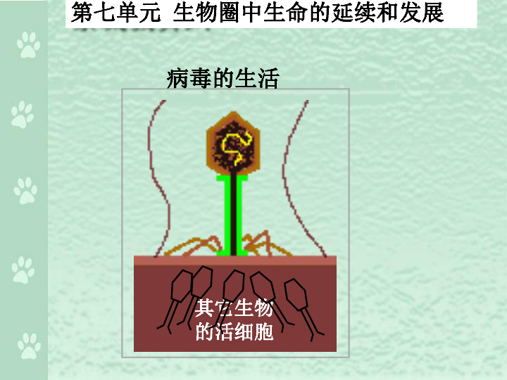 八下 人教版 7.1.1植物的生殖课件(共24张PPT)