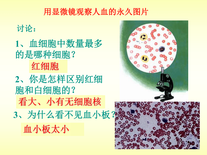 第一节流动的组织---血液