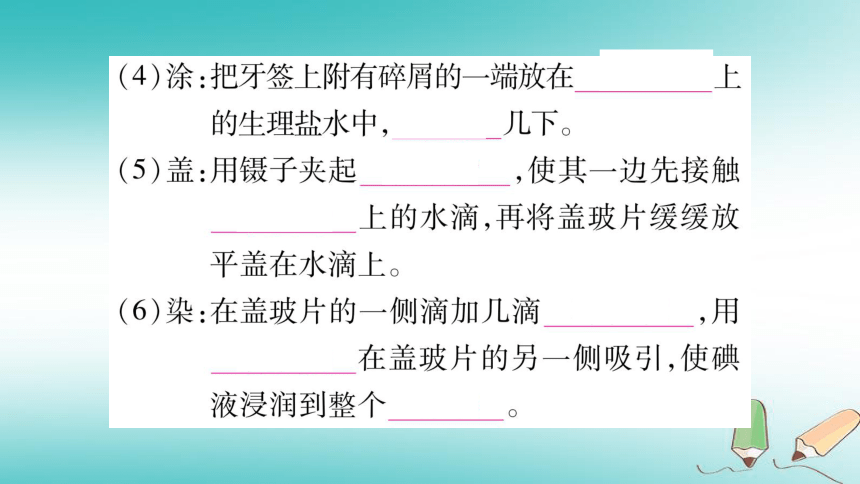 2018秋七年级生物上册第2单元第1章第3节动物细胞习题课件（26张PPT）