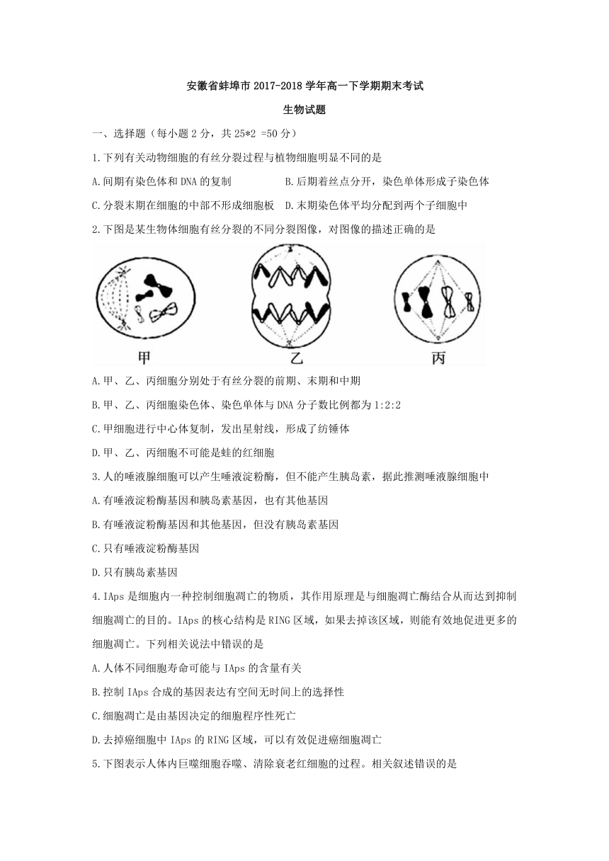 安徽省蚌埠市2017-2018学年高一下学期期末考试生物试题