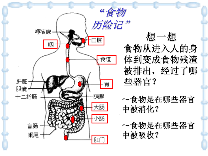 上海版八年级上册生物114人体的结构层次课件21张ppt