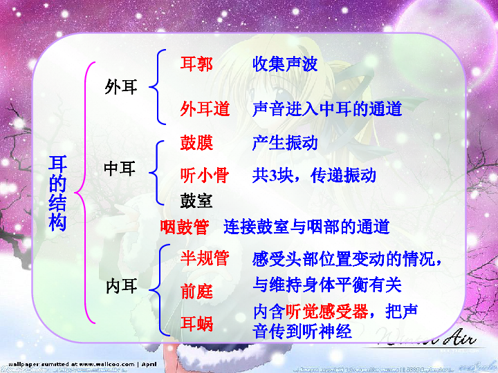 6.1人体对外界环境的感知---耳和听觉课件(共28张PPT)