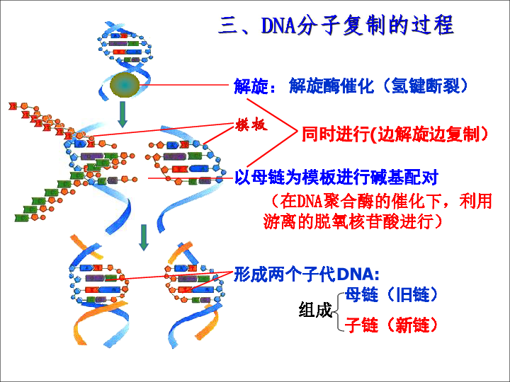 高中生物人教版必修二：3.3  DNA的复制  课件（25张PPT）