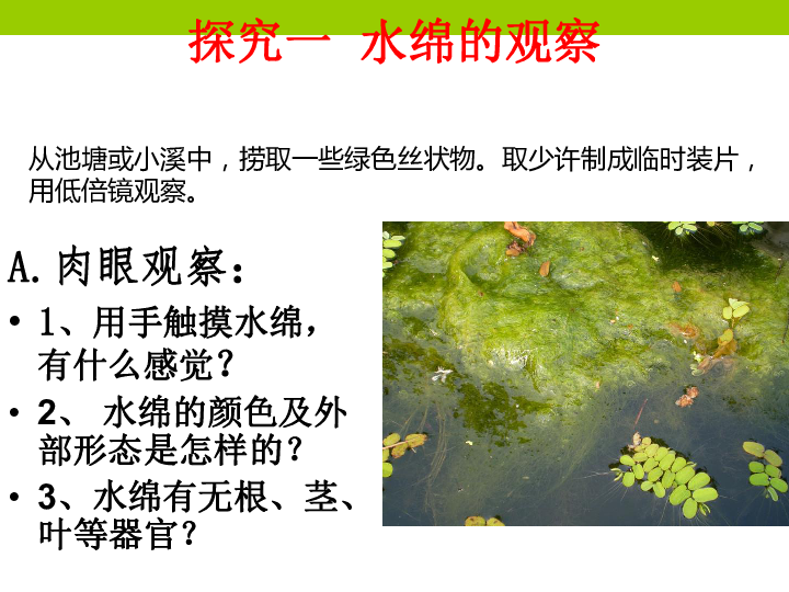 冀教版七上生物 3.3藻类植物 课件  (16张PPT)