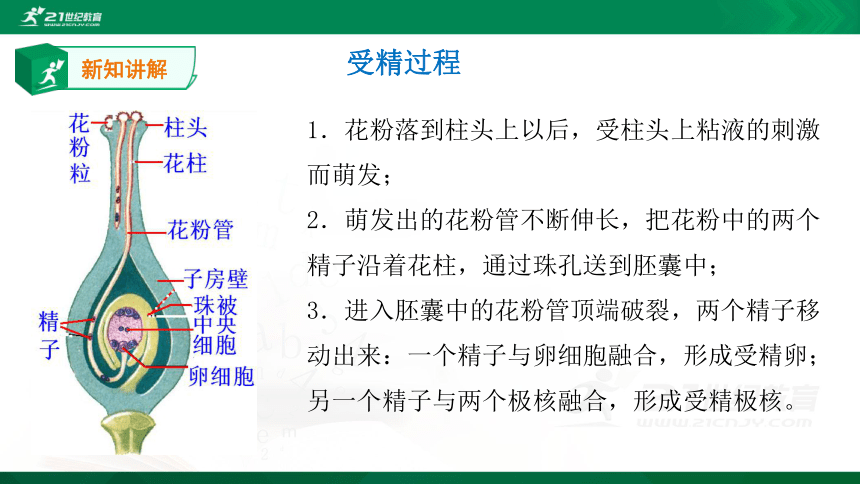 4.1.3 果实和种子的形成 课件23张PPT