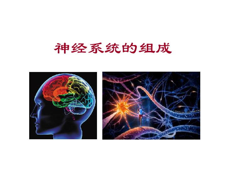北京版七下生物 8.1 神经系统的组成  课件(26张PPT)