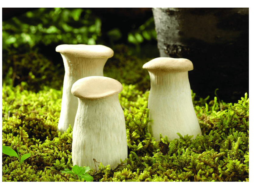 第18课 蘑菇家园课件