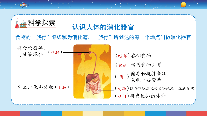 教科版2017秋四年級上冊28食物在身體裡的旅行課件19張ppt