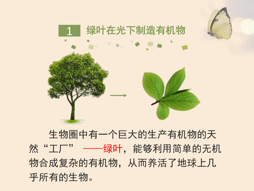 人教版七年级生物上册3.4绿色植物是生物圈中有机物的制造者课件（共22张PPT）