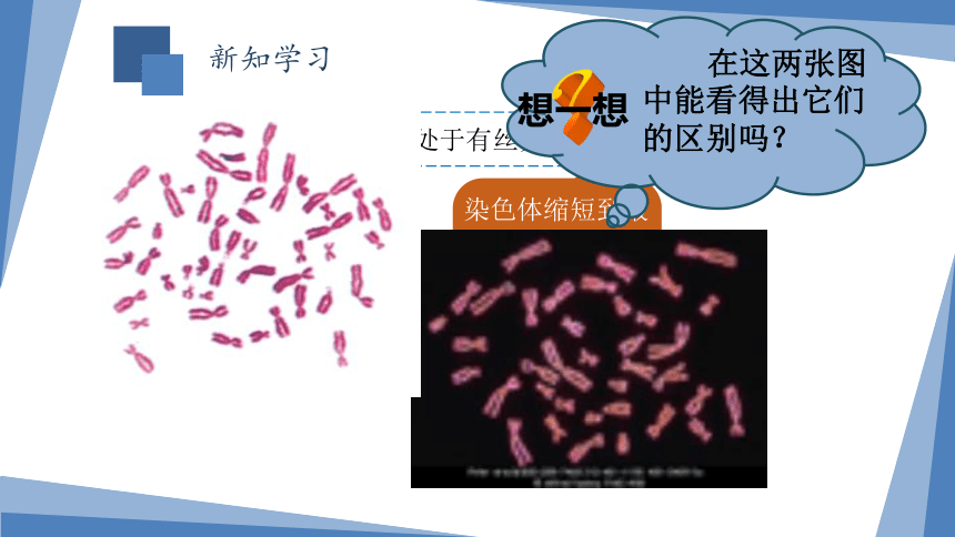 高中生物浙教版必修二第二章第三节性染色体与伴性遗传（终）