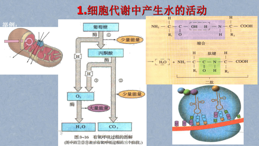 高中生物北师大版必修三第二章第1节人体的代谢与稳态之二 水和无机盐的平衡（43张PPT）