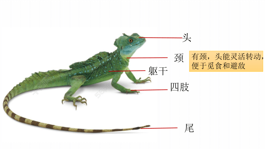 人教版八年级上册515两栖动物与爬行动物第二课时课件20张ppt