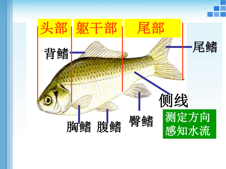 草鱼的身体结构示意图图片