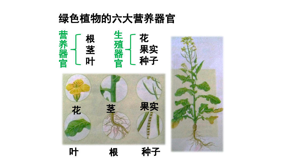 人教版七上2.2.3植物体的结构层次课件-(共39张PPT)